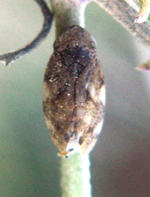 Aphrophoridae da identificare